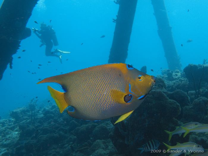 Queen Angelfish (Holacanthus ciliaris), Jeannnies Glory, Bonaire