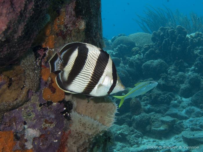 Banded butterflyfish (Chaetodon striatus), Jeannnies Glory, Bonaire