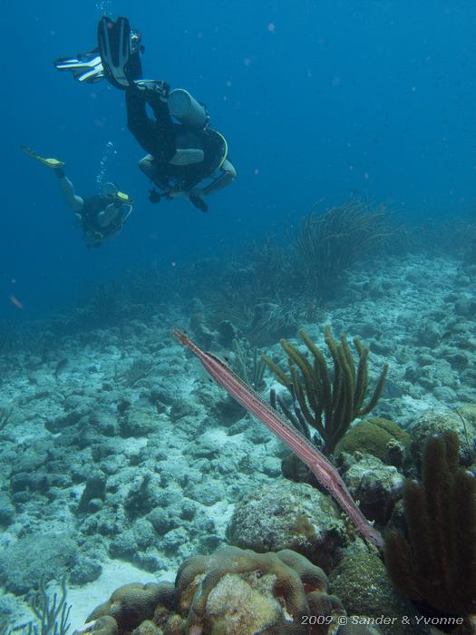 Trumpetfish (Aulostomus maculatus) with Henk and Dorie, Jeannnies Glory, Bonaire