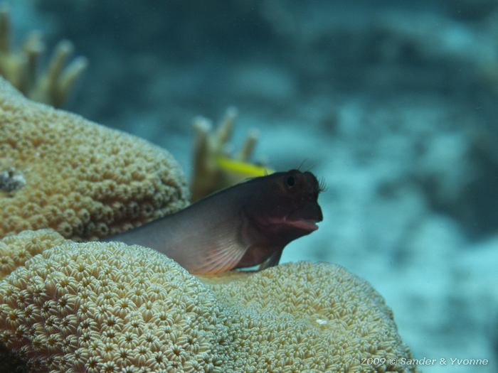 Redlip Blenny (Ophioblennius macclurei), Jeannnies Glory, Bonaire