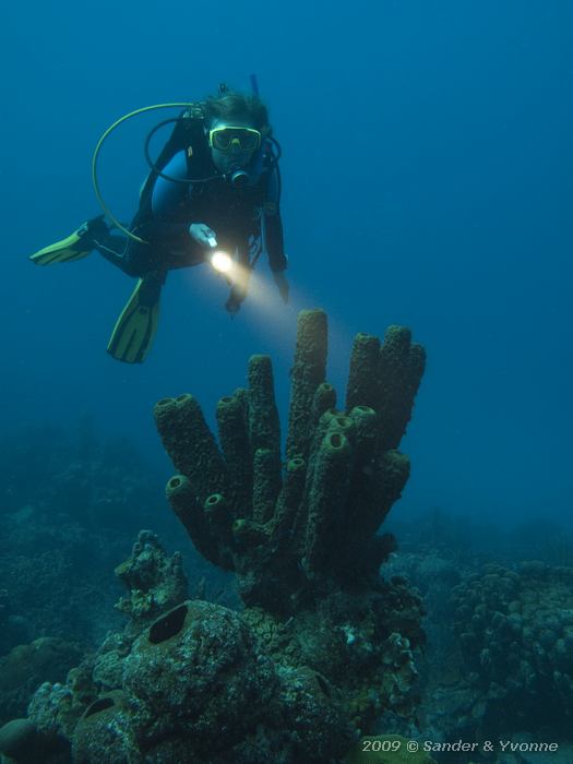 Yvonne with Branching Vase Sponge (Callyspongia vaginalis), Alice in Wonderland, Bonaire