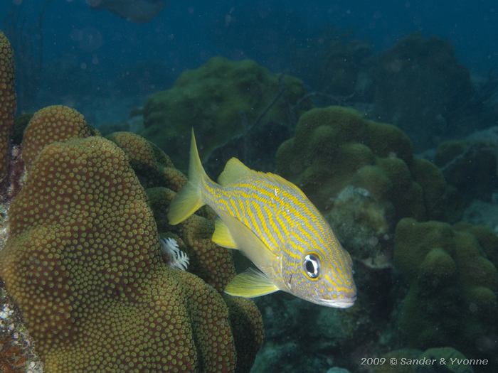 French Grunt (Haemulon flavolineatum), Alice in Wonderland, Bonaire