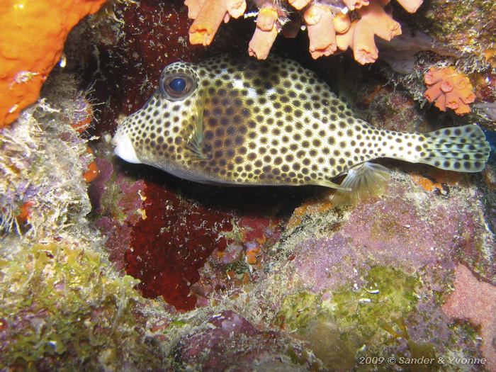 Spotted trunkfish (Lactophrys bicaudalis), Wayaka II, Bonaire