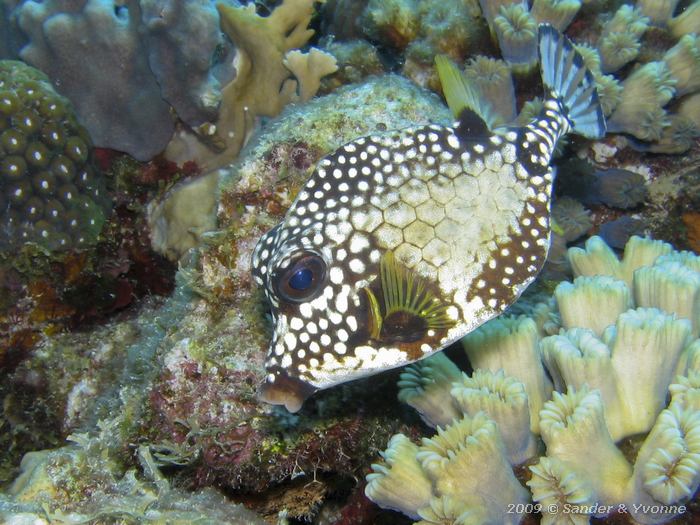 Smooth trunkfish (Lactophrys triqueter), Wayaka II, Bonaire