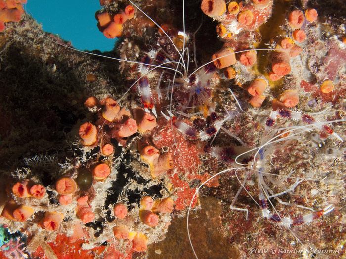 Banded Coral Shrimp (Stenopus hispidus) between Orange Solitary Coral (Rhizopsammia goesi), Wayaka II, Bonaire