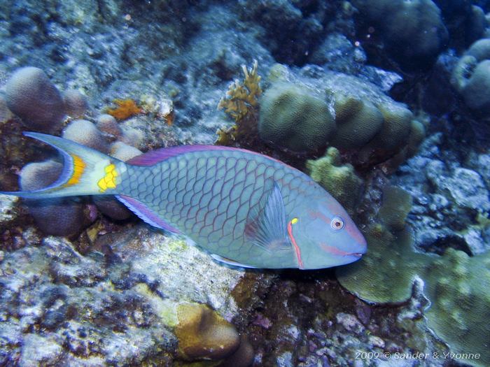 Stoplight Parrotfish (Sparisoma viride), Wayaka II, Bonaire