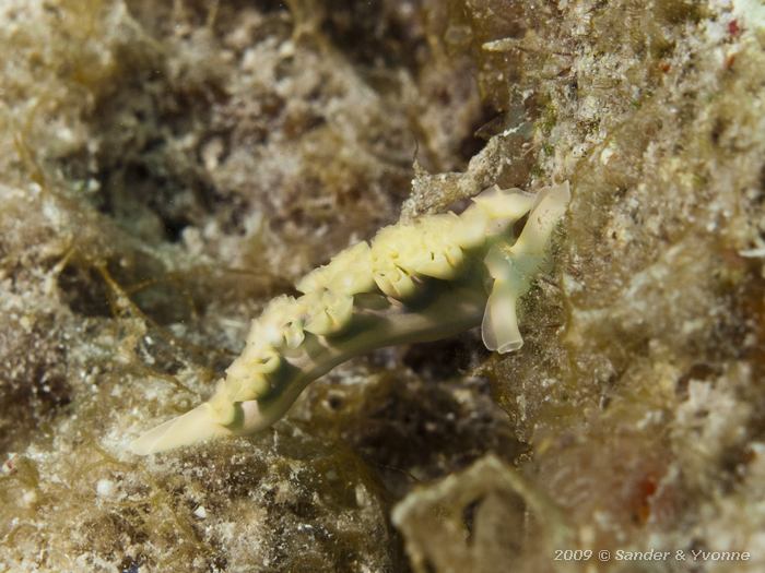 Lettuce Sea Slug (Elysia crispata), Wayaka II, Bonaire