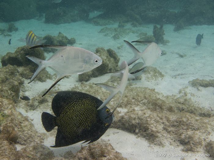 French Angelfish (Pomacanthus paru) with Palometas (Trachinotus goodei), Wayaka II, Bonaire