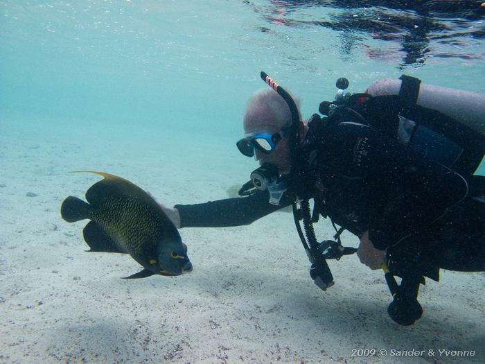 French Angelfish (Pomacanthus paru) with Hans, Wayaka II, Bonaire