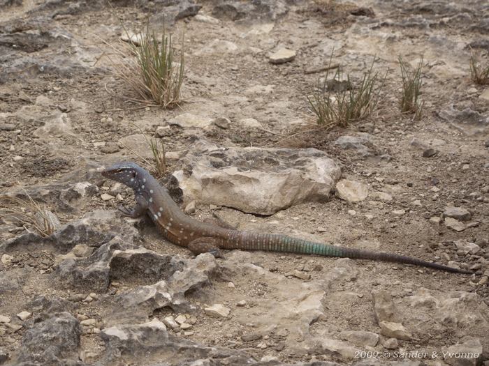 Bonaire Whiptail Lizard (Cnemidophorus murinus)