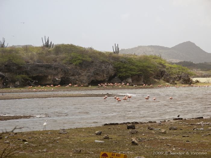 Greater Flamingos (Phoenicopterus ruber), Boka Slagbaai