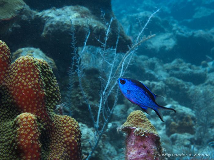 Blue Chromis (Chromis cyanea), Boka Slagbaai, Bonaire