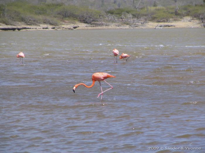 Greater Flamingos (Phoenicopterus ruber), Boka Slagbaai