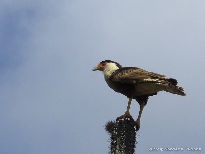 Crested Caracara (Caracara plancus) in Washington Slagbaai National Park