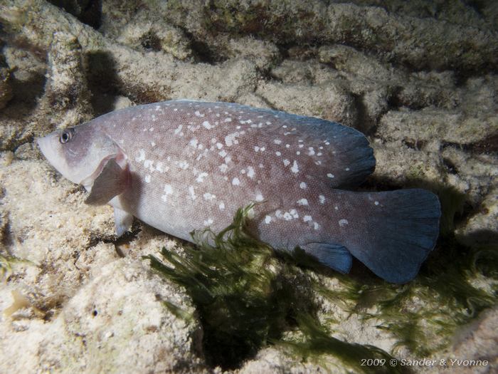 Greater Soapfish (Rypticus saponaceus), House reef Bel Mar South, Bonaire