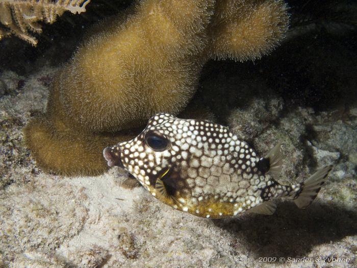 Smooth trunkfish (Lactophrys triqueter), House reef Bel Mar South, Bonaire