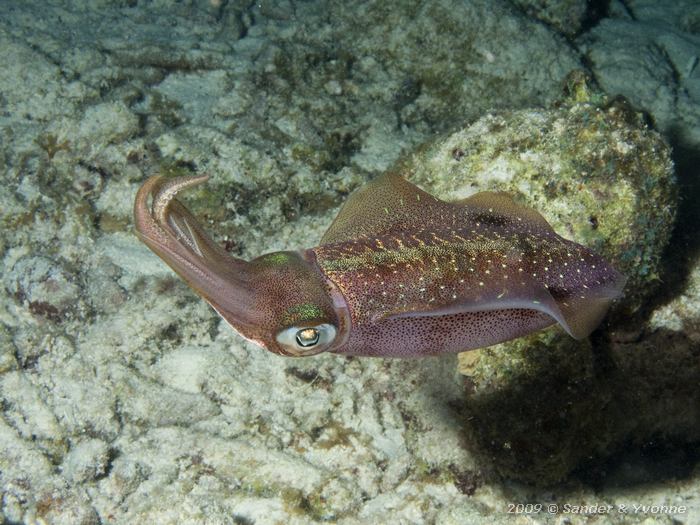 Caribbean Reef Squid (Sepioteuthis sepiodea), House reef Bel Mar South, Bonaire