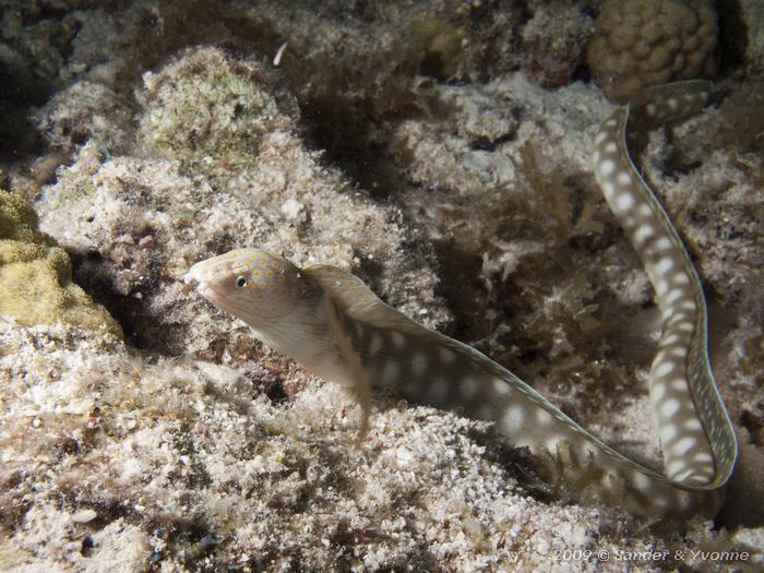 Sharptail Eel (Myrichthys breviceps), House reef Bel Mar South, Bonaire