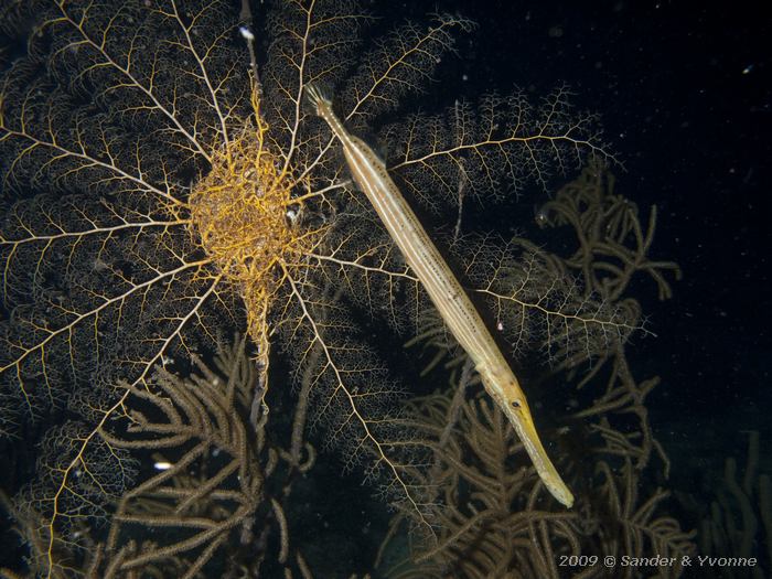 Trumpetfish (Aulostomus maculatus) before Giant Basket Star (Astrophyton muricatum), House reef Bel Mar South, Bonaire