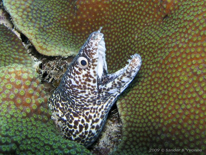 Spotted Moray (Gymnothorax moringa), Cai, Bonaire