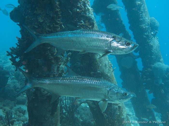 Tarpons (Megalops atlanticus), Jeannies Glory, Bonaire