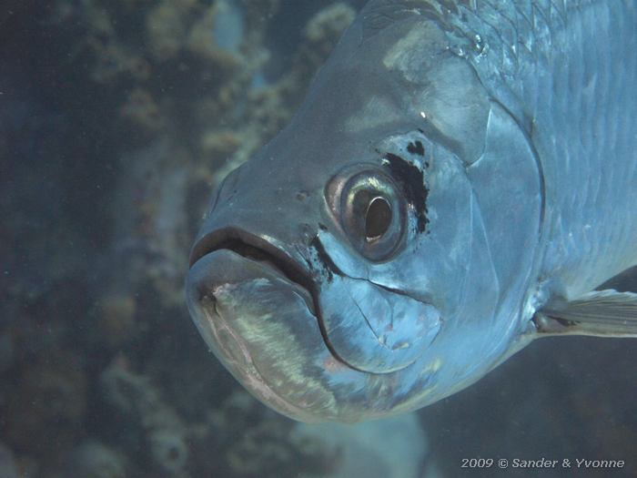 Tarpon (Megalops atlanticus), Jeannies Glory, Bonaire