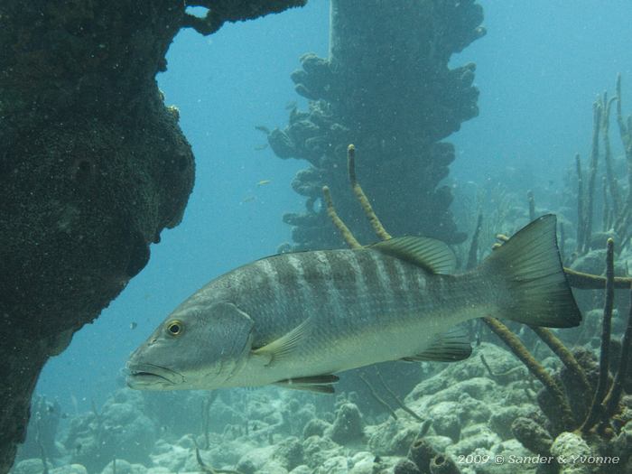 Cubera Snapper (Lutjanus cyanopterus), Jeannies Glory, Bonaire