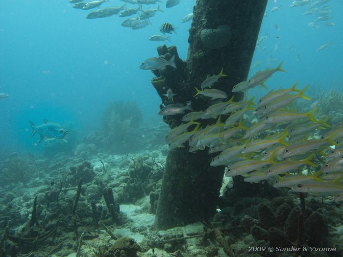 Tarpon (Megalops atlanticus) and Yellow goatfish (Mulloidichthys martinicus ), Jeannies Glory, Bonaire