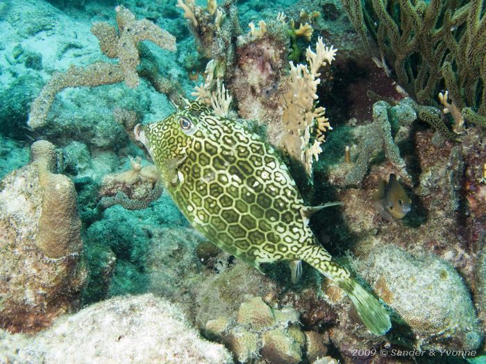 Honeycomb cowfish (Acanthostracion polygonia), Jeannies Glory, Bonaire