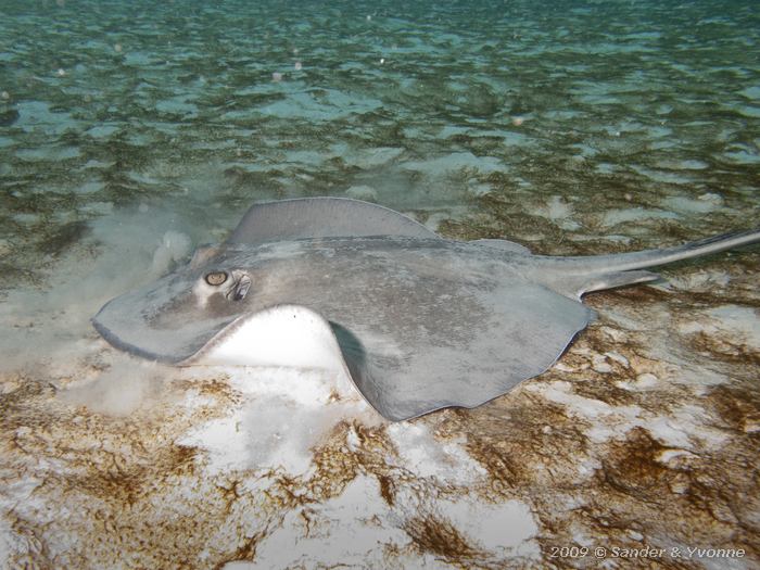 Southern Stingray (Dasyatis americana), Toris Reef, Bonaire