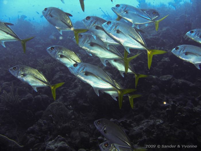 Horse-eye Jack (Caranx latus), Toris Reef, Bonaire