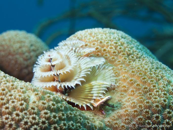 Christmas Tree Worm (Spirobranchus giganteus) on Star Coral (Montastraea spp.), Toris Reef, Bonaire