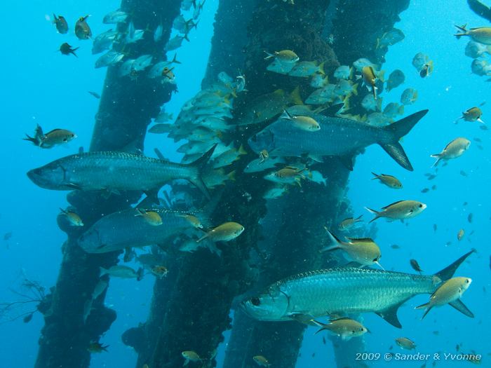 Tarpon (Megalops atlanticus), Brown Chromis (Chromis multilineata) and many others, Salt Pier, Bonaire