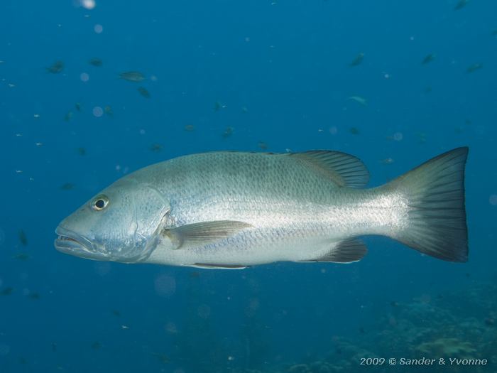 Cubera snapper (Lutjanus cyanopterus), Salt Pier, Bonaire