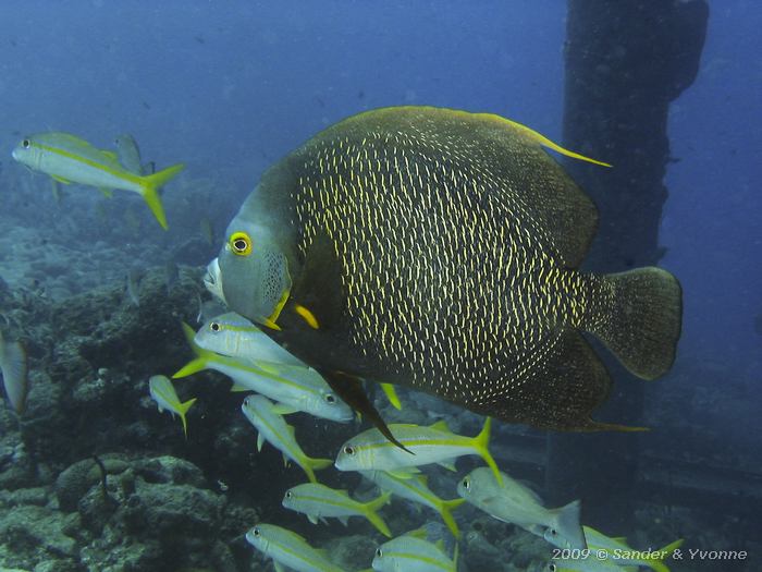 French Angelfish (Pomacanthus paru) with Yellow goatfish (Mulloidichthys martinicus ), Salt Pier, Bonaire