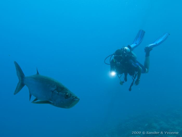 Tarpon (Megalops atlanticus) with Nigel, Salt Pier, Bonaire