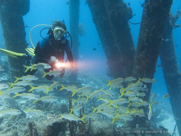 Yvonne with yellow goatfish (Mulloidichthys martinicus ), Salt Pier, Bonaire