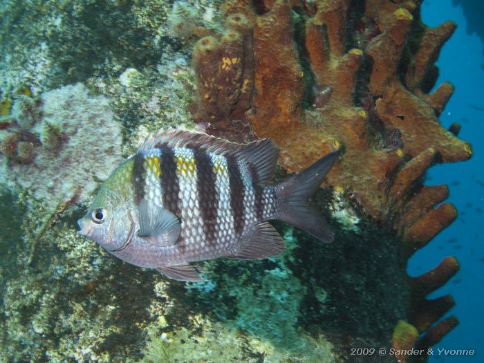 Sergeant Major (Abudefduf saxatilis), Salt Pier, Bonaire