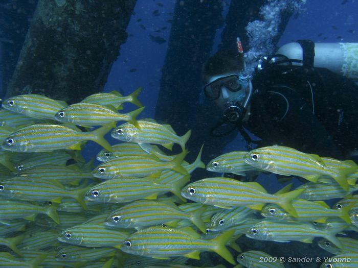 Smallmouth Grunts (Haemulon chrysargyreum) and Sander, Salt Pier, Bonaire