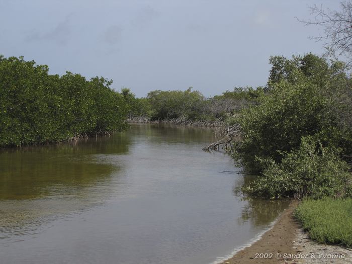 Mangrove forest near Lac