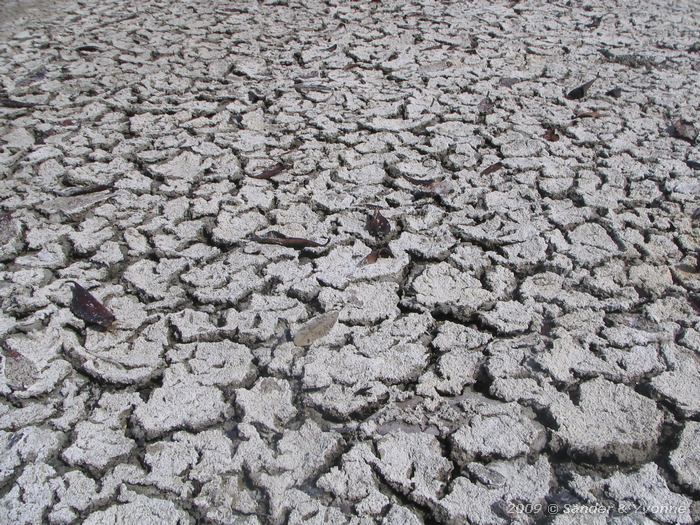 Drying mangrove earth