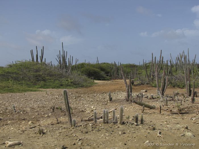 Bonaire landscape