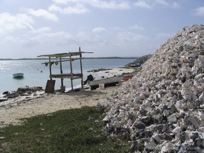 Conch shells at Lac Cai