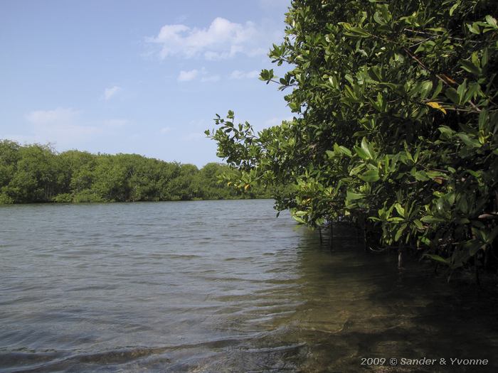 Mangroves