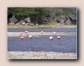 Amerikaanse flamingos