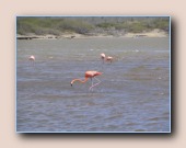 Amerikaanse flamingos