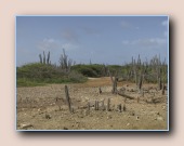 Cactuslandschap