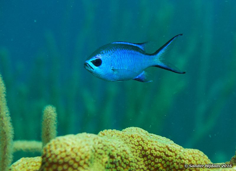 Blue Chromis (Chromis cyanea), Sara's smile, , Bonaire