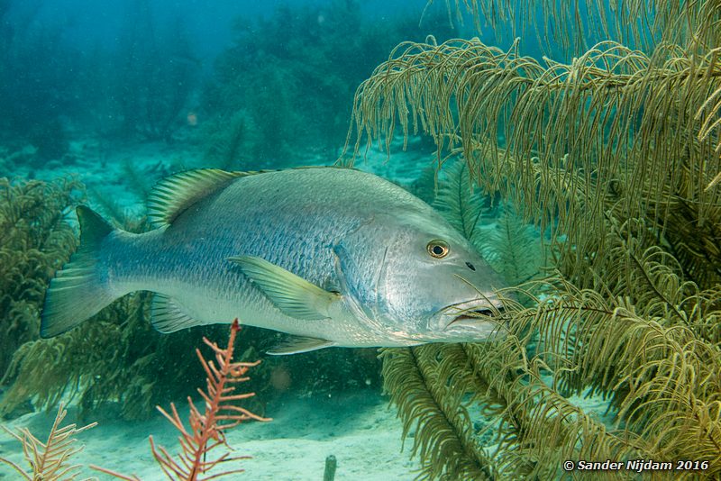 Cubera Snapper (Lutjanus cyanopterus), Sara's smile, , Bonaire