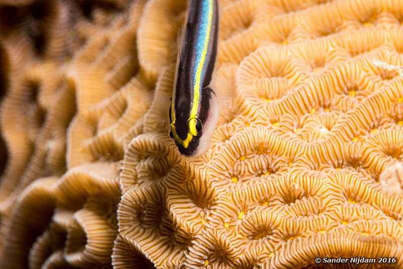 Cleaning goby (Elacatinus genie), Windsock, , Bonaire